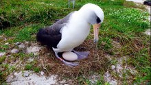 Seabird Albatross