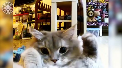 Cute Is Not Enough  Funny Cats and Dogs Videos Compilation (2018) Part 3