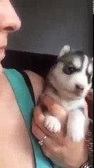 baby husky howling