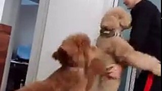 【Video】#Whydogssuck: They always need hugs, regardless of size or if someone else was first. Video: Tik Tok