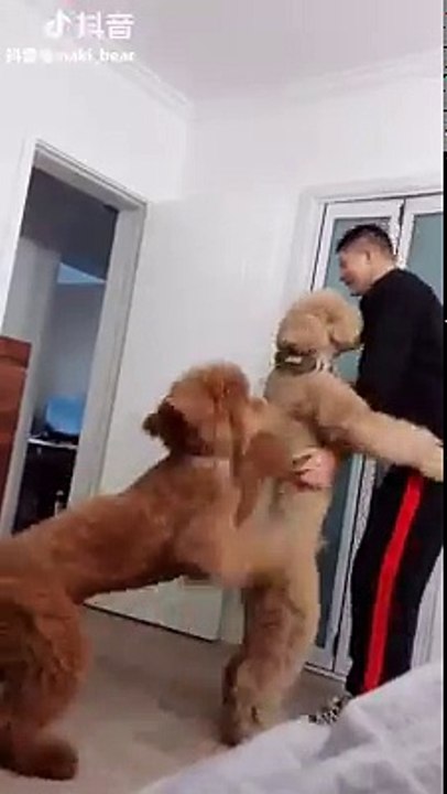 【Video】#Whydogssuck: They always need hugs, regardless of size or if someone else was first. Video: Tik Tok