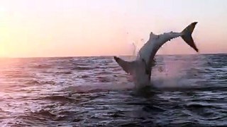 【Video】Meet the world’s best acrobat - a great white shark showed off its flexibility by doing a flying barrel roll in Mossel Bay, South Africa, on November 3.