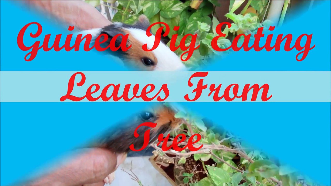 Guinea Pig eating leaves