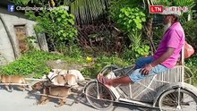 身障爺爺創意製作「愛犬拖車」 竟被正義魔人批虐待動物？