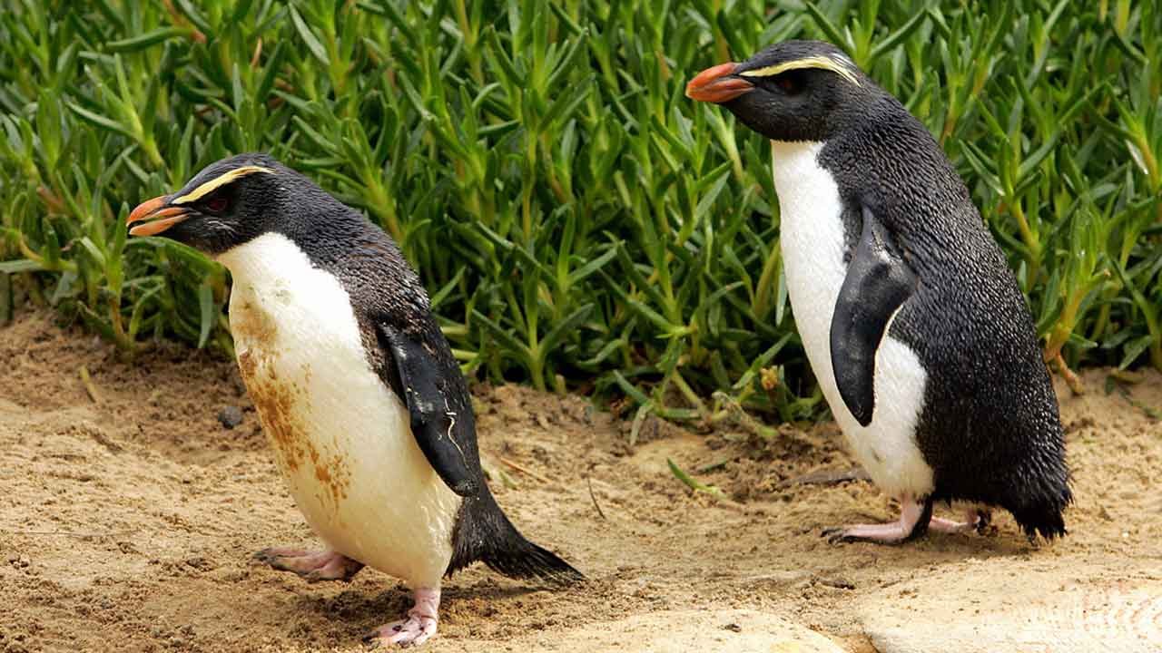 Tierisch schön: Wie aus zwei schwulen Pinguinen Papas wurden