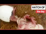 Rare Mauritius Pink Pigeon Chick Hatches! | SWNS TV