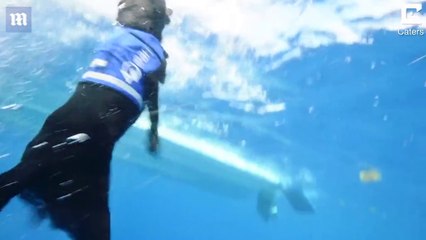 Dog dives into world's oceans to retrieve discarded plastic