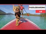 Water-loving feline Logan spends his days paddleboarding | SWNS TV