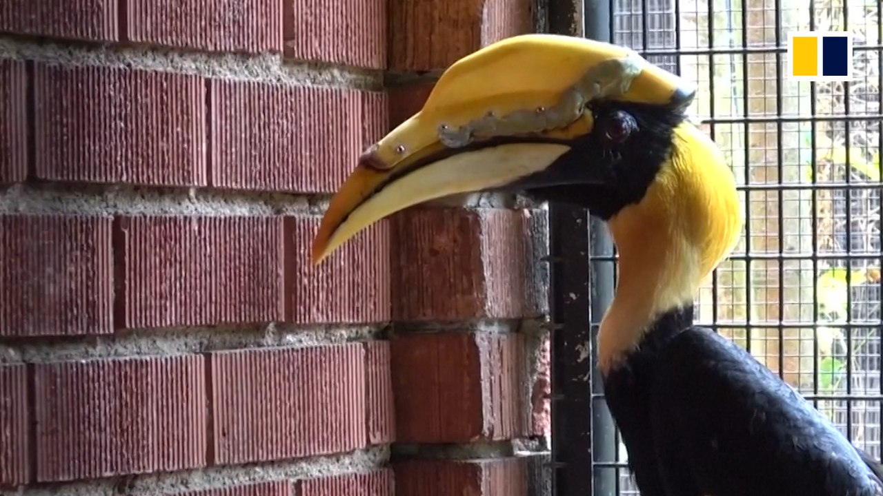 3D printing saves hornbill