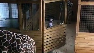 April and Oliver the Giraffe Update
