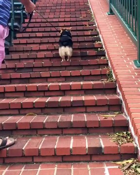 Monter des escaliers avec classe