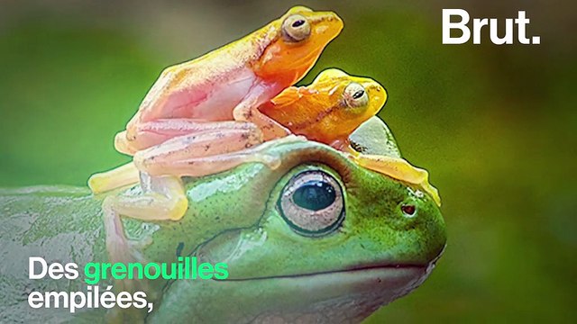 Animaux congelés, torturés… Ces photos en apparence amusantes cachent une toute autre réalité