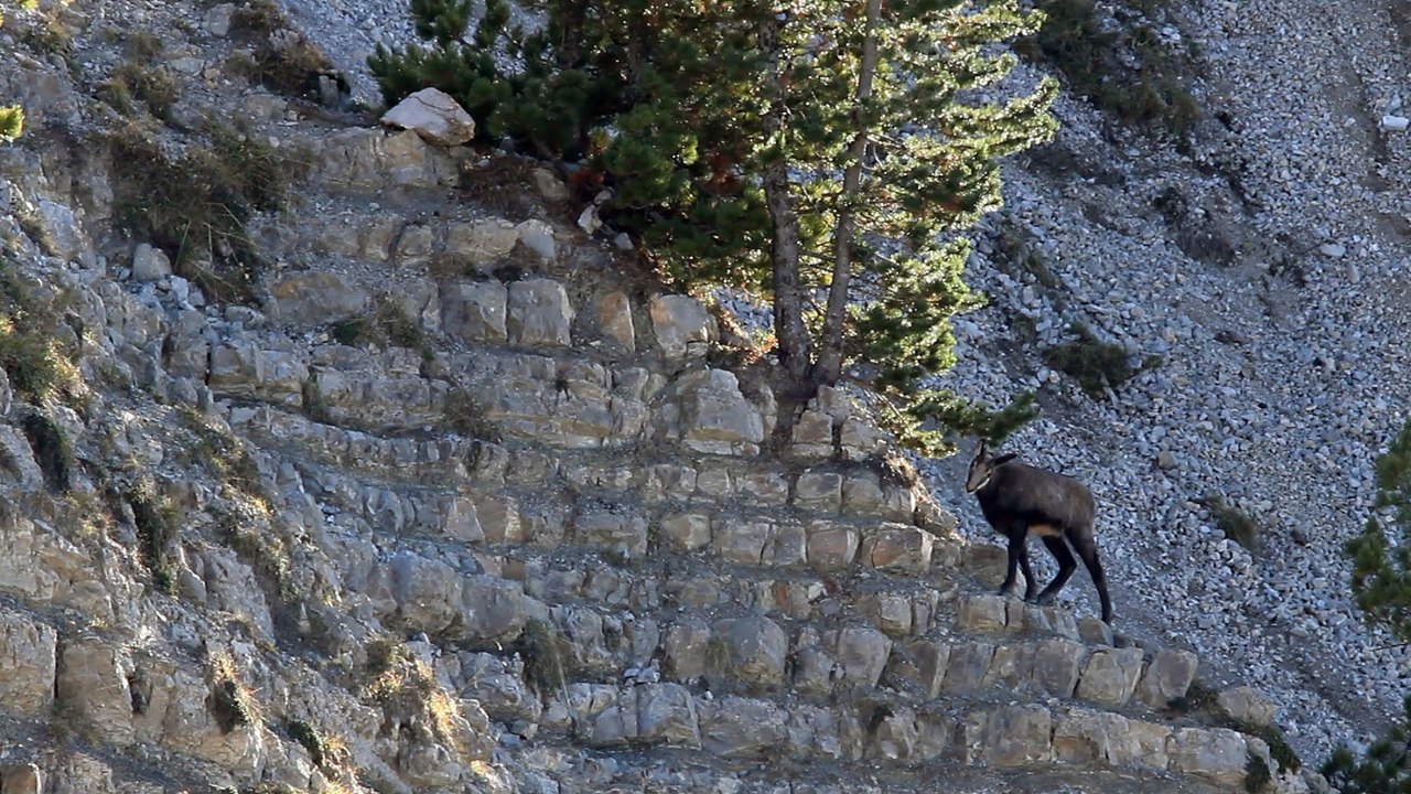 Jeune chamois...
