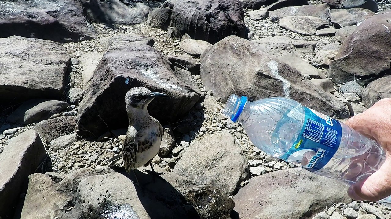 Thirsty mockingbird follows man to beg for drink of water