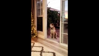 Dog Won't Come In Through Open Door