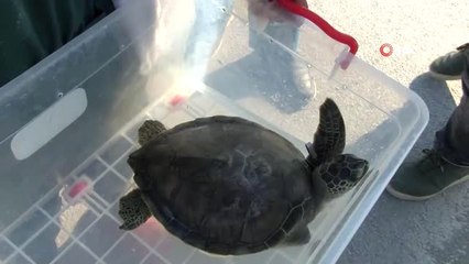 Tedavisi Biten Kaplumbağalar Denizle Buluştu