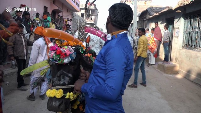 Watch villagers in India get trampled by herd of cows for Diwali
