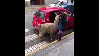 Llama Climbs Into Car