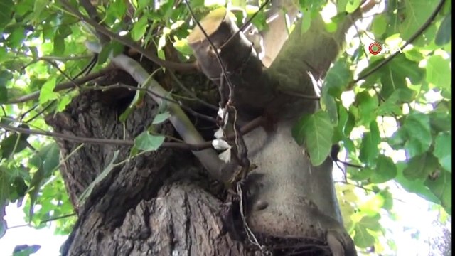 Bir Gövdede İki Farklı Ağaç... Dut Ağacına Dikilen İncir Fidanı Meyve Verdi