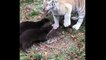 Tiger Cub Retreats From Two Otters
