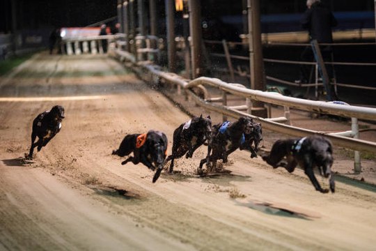 Florida to Ban Greyhound Racing by 2020