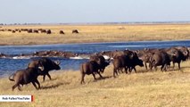 Drowning Deaths Of 400 Buffalo Likely Caused By Lions