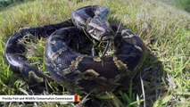 Florida Man Captures Record-Breaking 17-Foot Burmese Python
