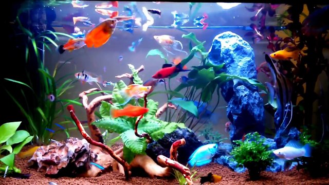 Fish tank supreme!!!