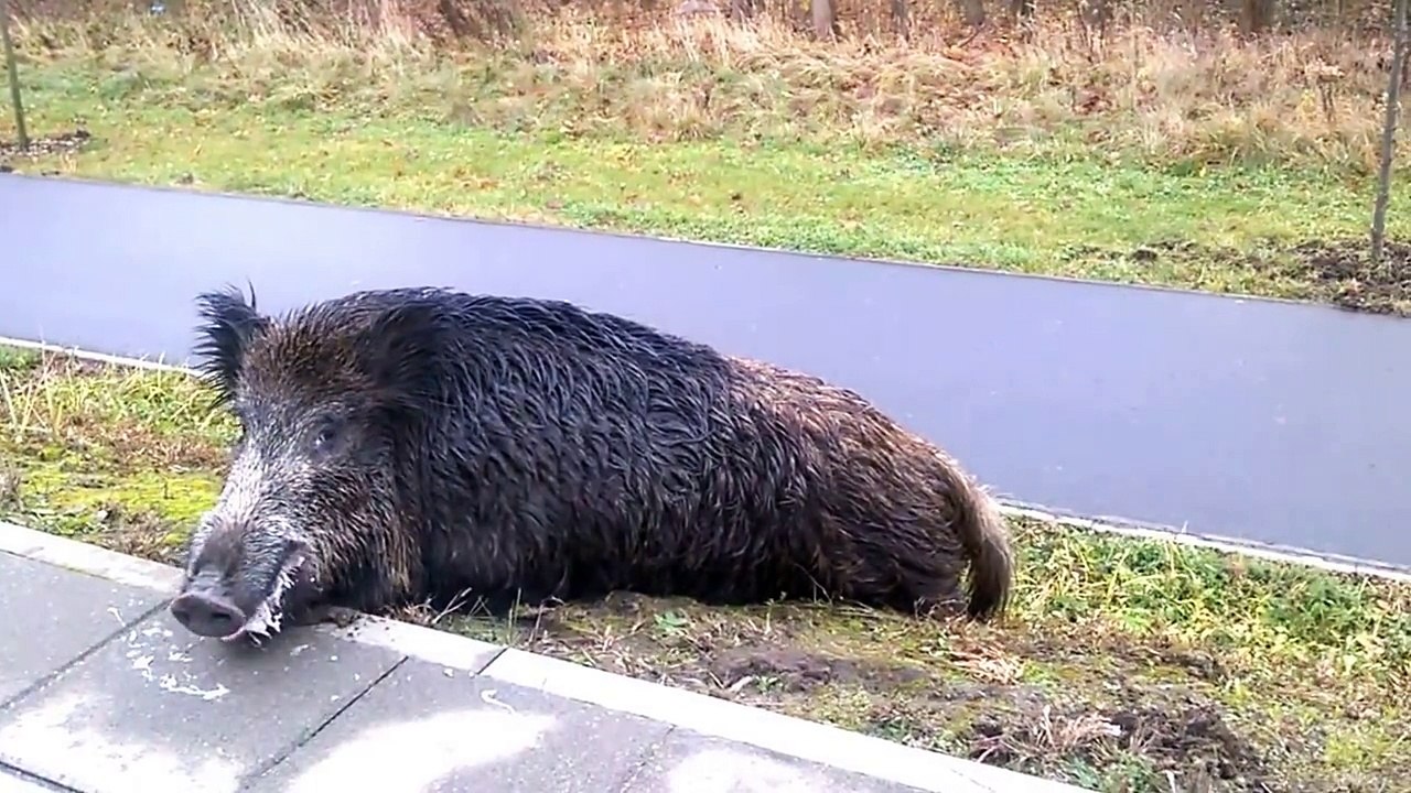 Pig just hanging out in Poland!! We love pigs!