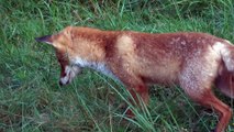 This is very interesting. A fox hunting!!! And actually gets an animal in Poland!