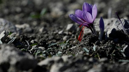 Wie Safran Griechenland in Zeiten der Krise hilft