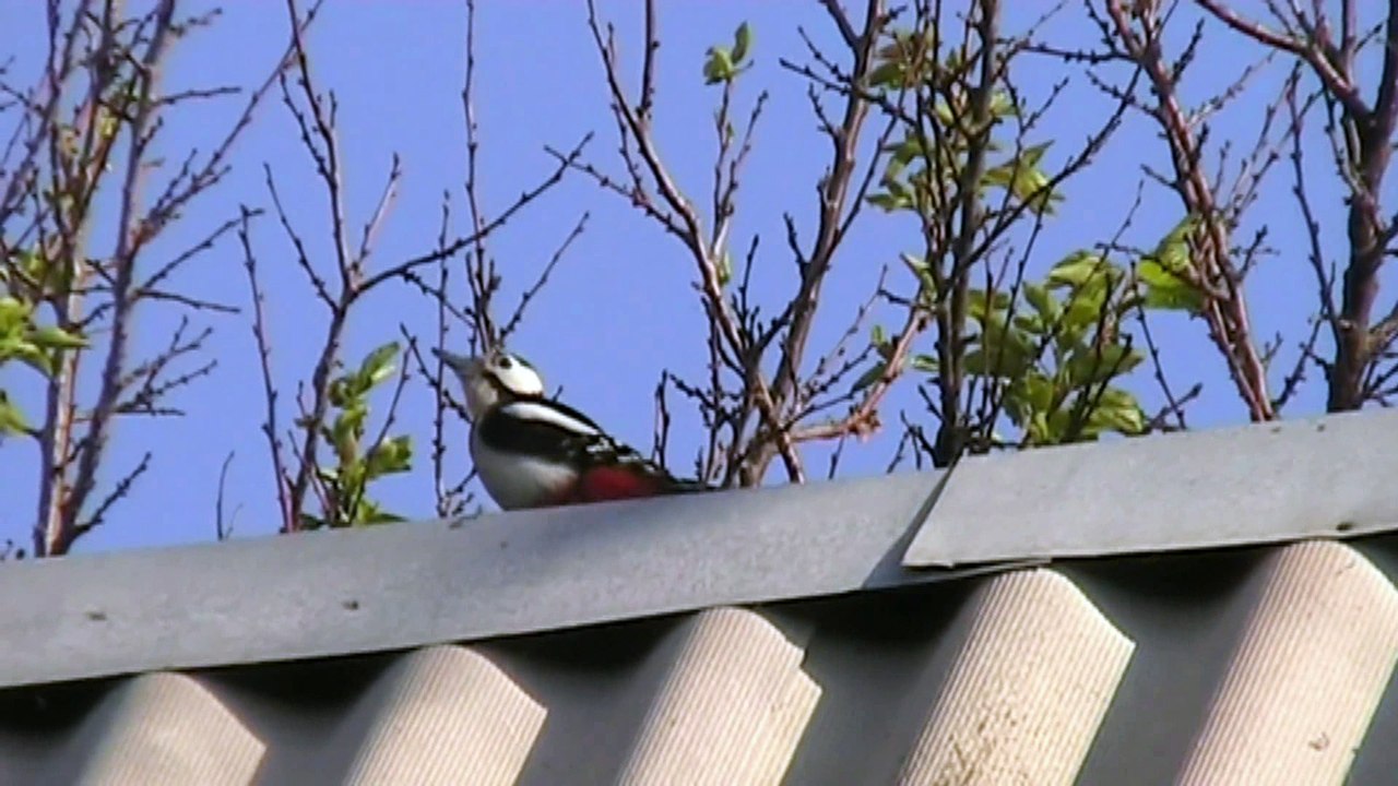 Woodpecker or Machine Gun?