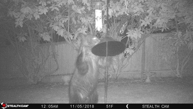 Mama Bear and Bear Cubs Raid Bird Feeder