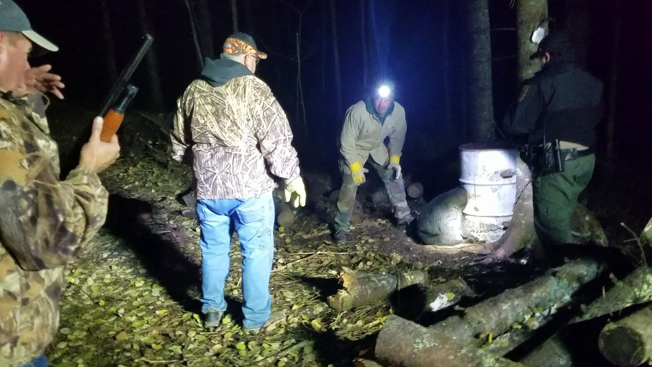 Bear Cub's Head Freed After Two Days in Barrel
