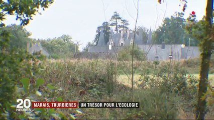 Marais, tourbières : un trésor naturel menacé