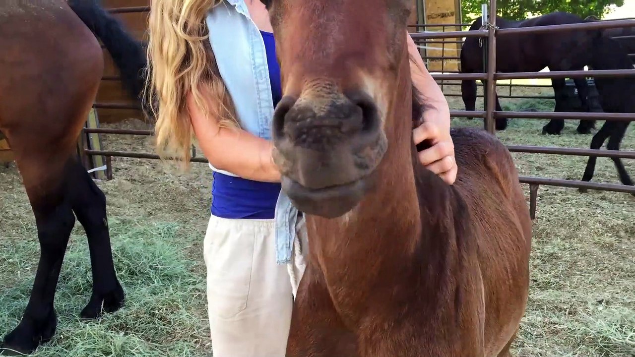 Ce petit poulain sourit quand on lui fait des caresses... Trop mignon