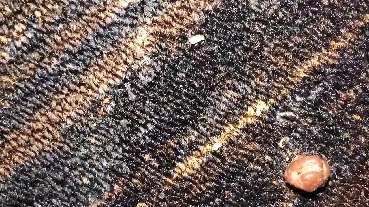 Le sol de cette boite de nuit est couvert d'insectes... ça grouille