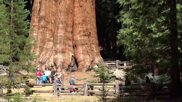 Une vue incroyable de l'arbre le plus imposant du monde : General Sherman - parc national de Sequoia (Californie, États-Unis)