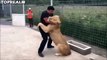 Ce lion retrouve son maitre après 7 ans de séparation.... Quelle joie