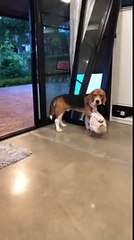 Ce chien et ce canard se font un câlin... Adorable