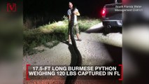 Record-setting Burmese python captured in Florida