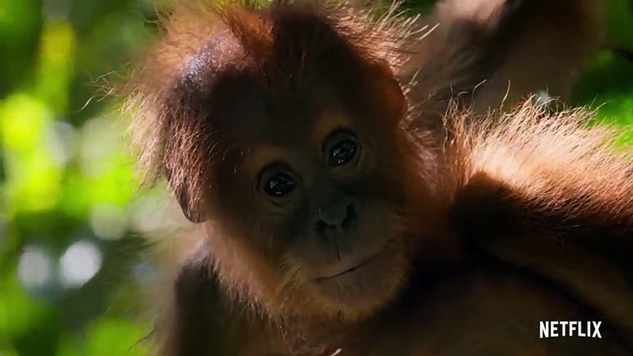 Our Planet | Teaser [HD] | Netflix