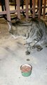 Stray Cat Feeds Himself with Paw