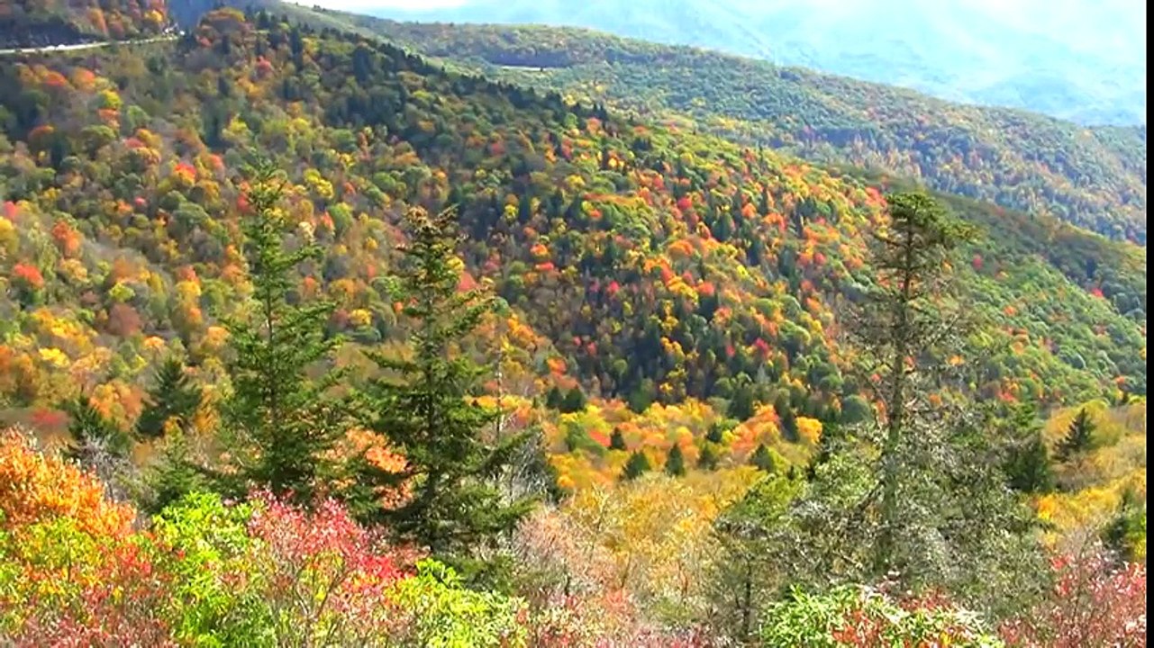 Why Leaves Change Color | NBC News for Universal Kids | Universal Kids