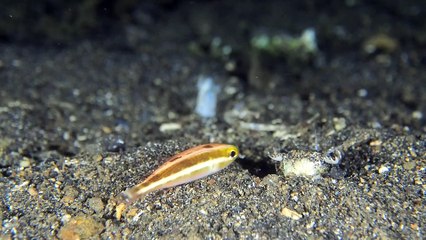 Bobbit Worm Hunting Fish