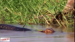 Hippo Save Wildebeest From Crocodile & Lion Hunting - Python vs Lion, Jaguar vs Crocodile vs Hippo