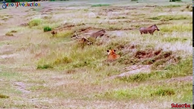 Amazing! Lion vs giant animals - Lion vs Buffalo, Zebra, Wild dogs... The battle of lions victory