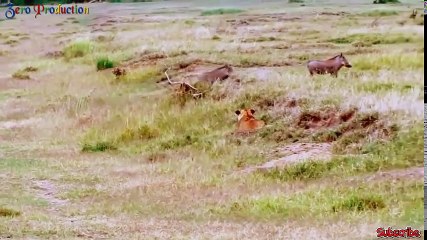 Amazing! Lion vs giant animals - Lion vs Buffalo, Zebra, Wild dogs...  The battle of lions victory