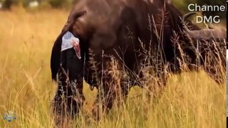 Highlights! 3 Hungry Lions ambush Buffalo Family, but Mother Buffalo fought to protect Her Baby