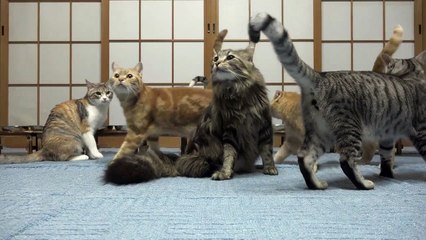 13 cats dining make a mad escape Funny Video